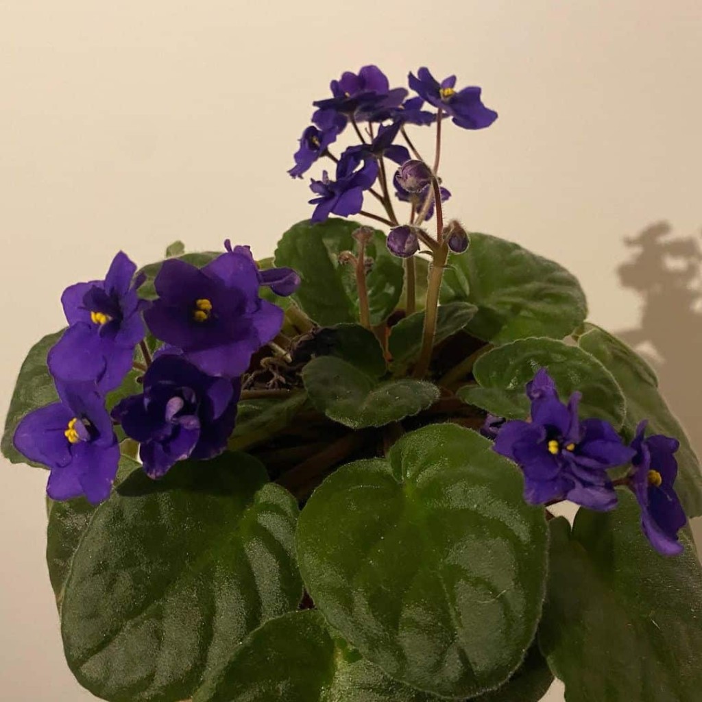 flores azuis violeta