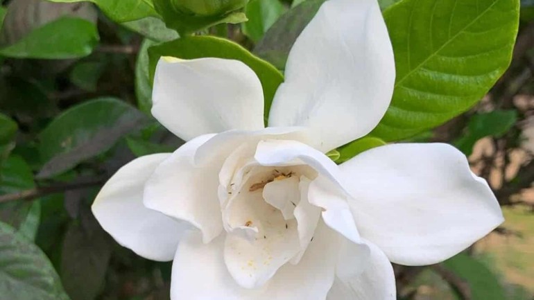 Gardênia: a flor do perfume intenso e doce