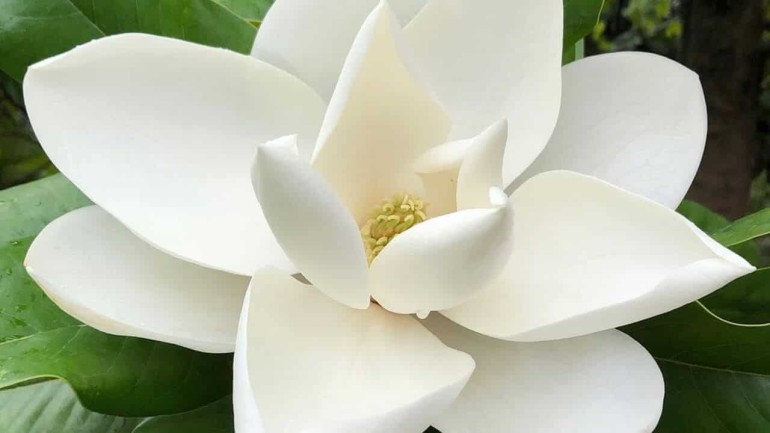 Magnolia: a flor que é um símbolo de beleza e elegância.