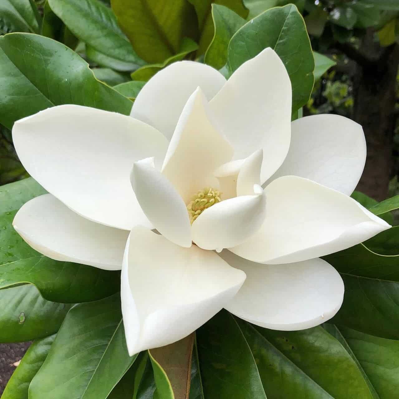 Magnolia: a flor que é um símbolo de beleza e elegância.