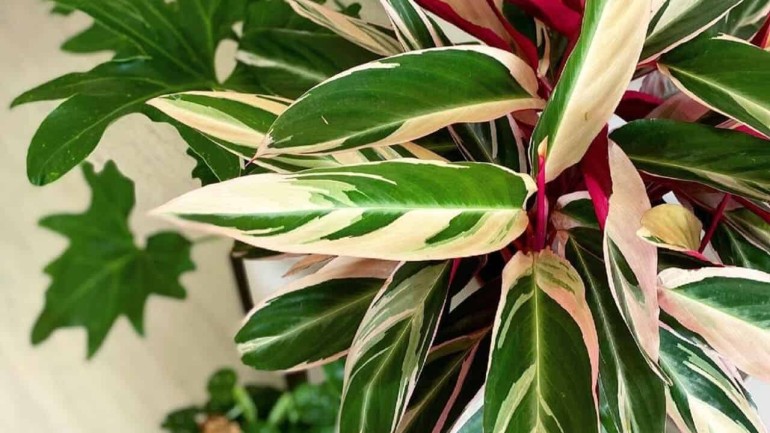 Maranta Tricolor: a planta queridinha do momento.