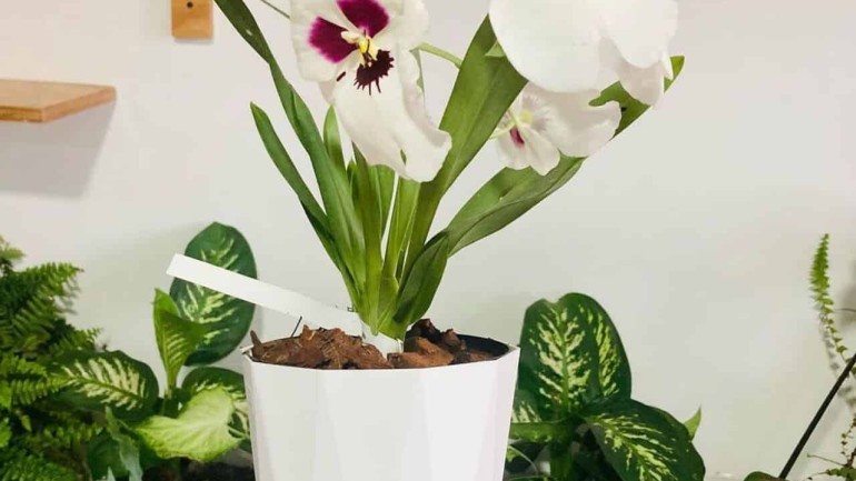 Orquídea Miltonia: características, variedades +4 dicas para o cultivo do gênero.