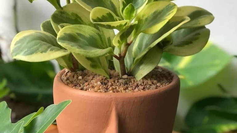 Peperomia variegata: um guia completo para o cultivo.