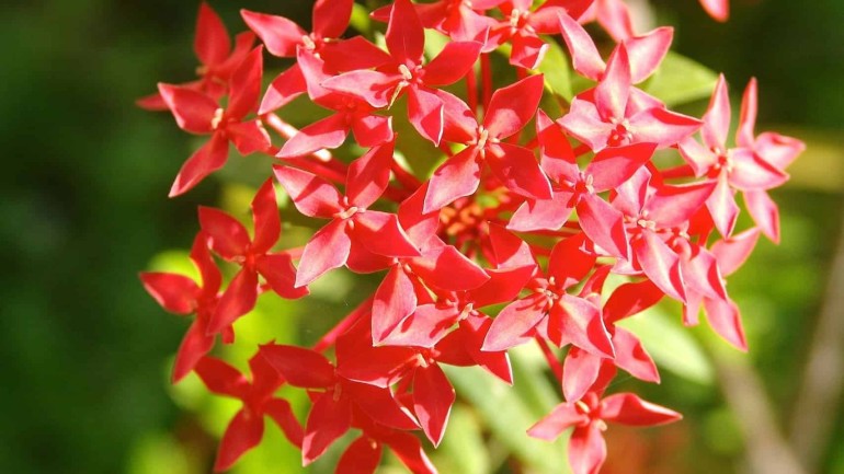 Estrela do Egito (Pentas lanceolata): a planta que vai colorir seu jardim.