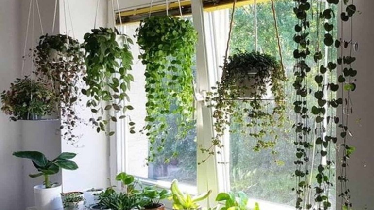 Plantas pendentes: um toque de verde e frescor para ambientes internos