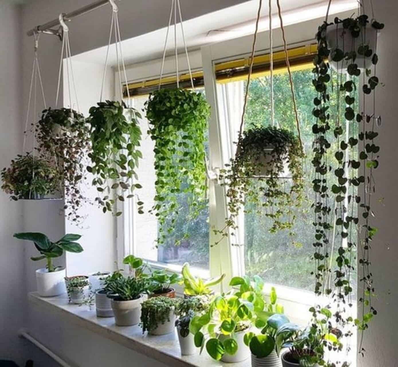 Plantas pendentes: um toque de verde e frescor para ambientes internos