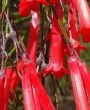 Russélia (Russelia equisetiformis): planta pendente que encanta com suas flores coloridas