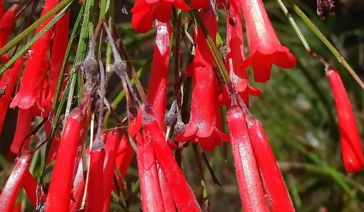 Russélia (Russelia equisetiformis): planta pendente que encanta com suas flores coloridas