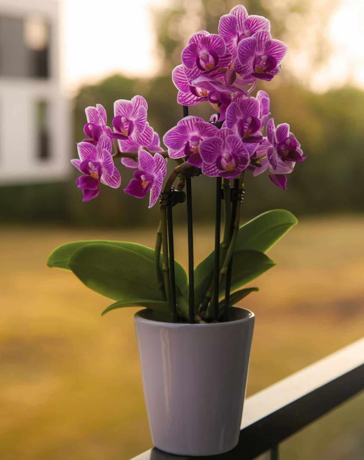 Como cuidar de uma orquídea? 6 dicas para ter flores lindas e saudáveis