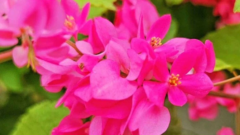 Flor amor agarradinho: Guia prático para o cultivo da trepadeira.