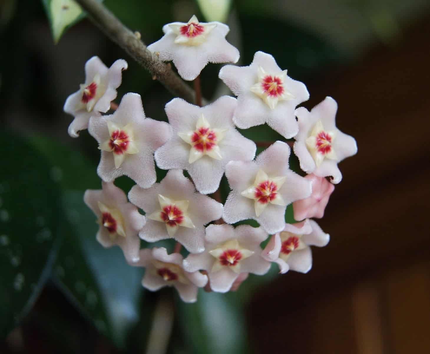 Flor de cera: a beleza cativante da flor que parece ser feita de cera.