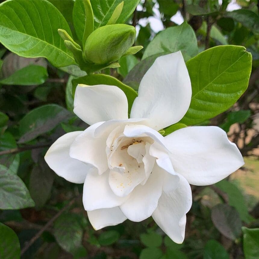 flor branca perfumada e cheirosa