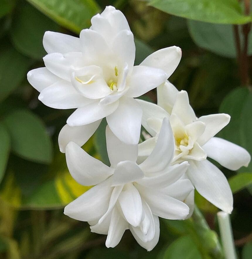 flor branca cheirosa e perfumada