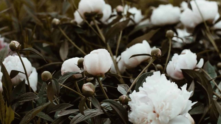 5 Ideias de flor branca cheirosa e perfumada: a seleção de especialistas no assunto.