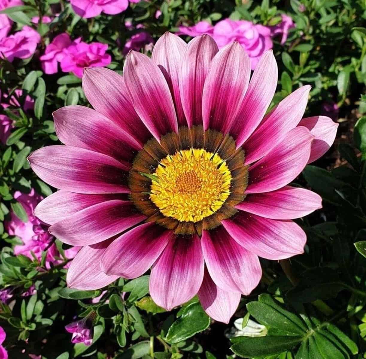 Gazania: a flor que traz tons vibrantes para o jardim.