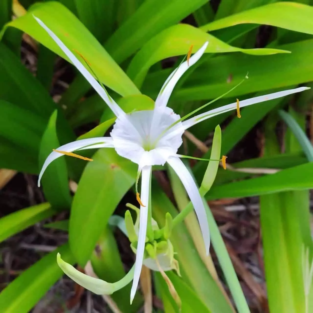 Lírio-aranha: uma flor exótica e perfumada para o seu jardim