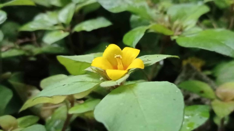 Lisimaquia: uma planta rasteira, delicada e versátil