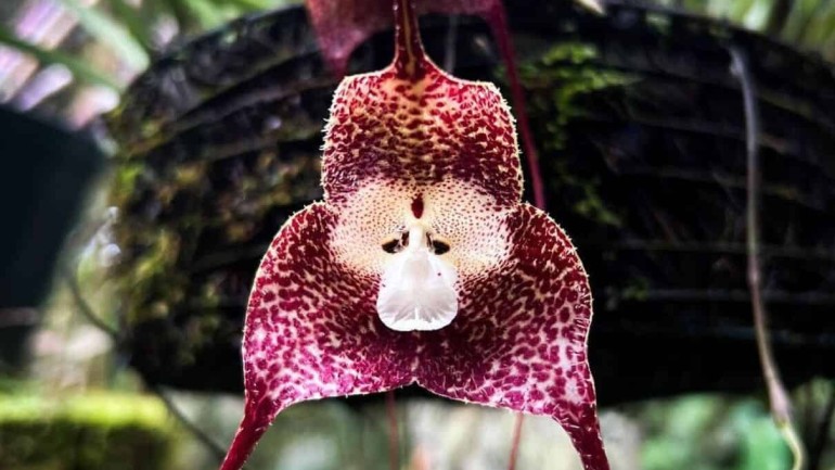 Orquídea cara de mico: características e cultivo da exótica Dracula simia.