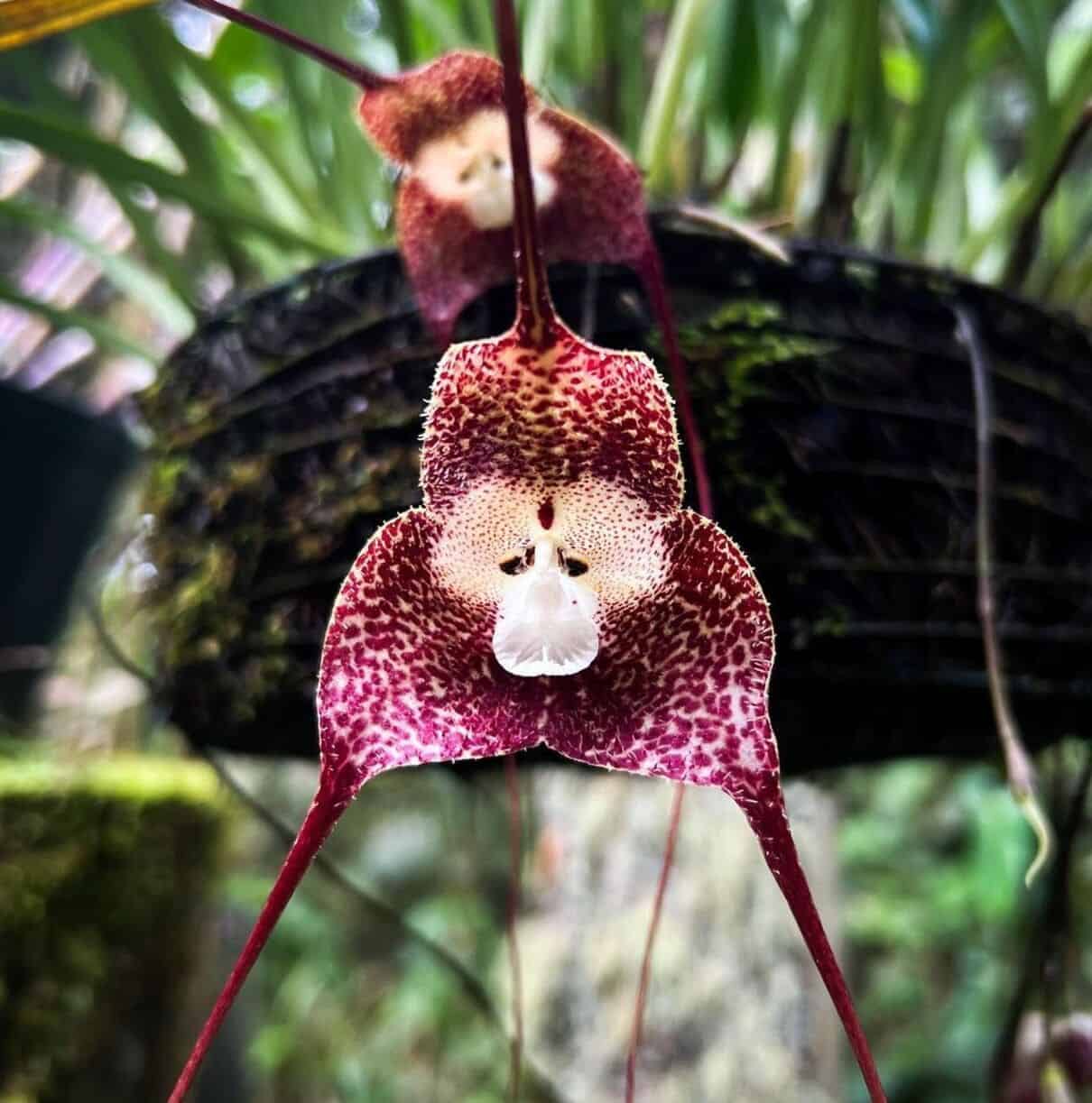 Orquídea cara de macaco: características e cultivo da exótica Dracula simia.