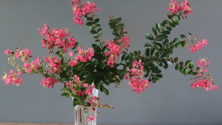 Reseda (Lagerstroemia indica): se encante por suas lindas flores de cultivo prático.