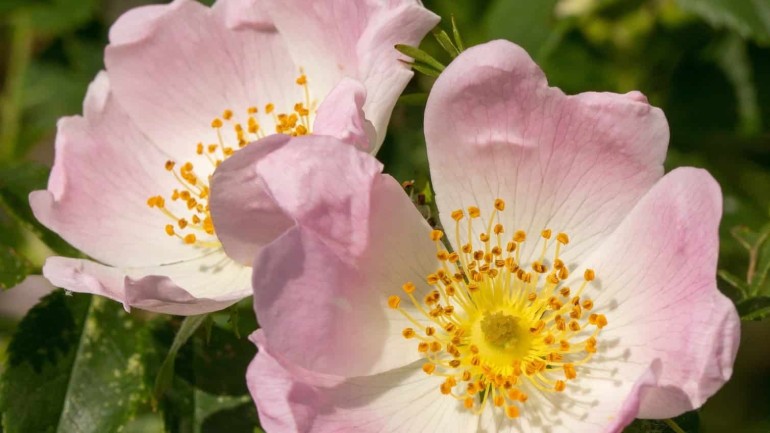 Rosa canina: características e cultivo da flor que encanta jardins.