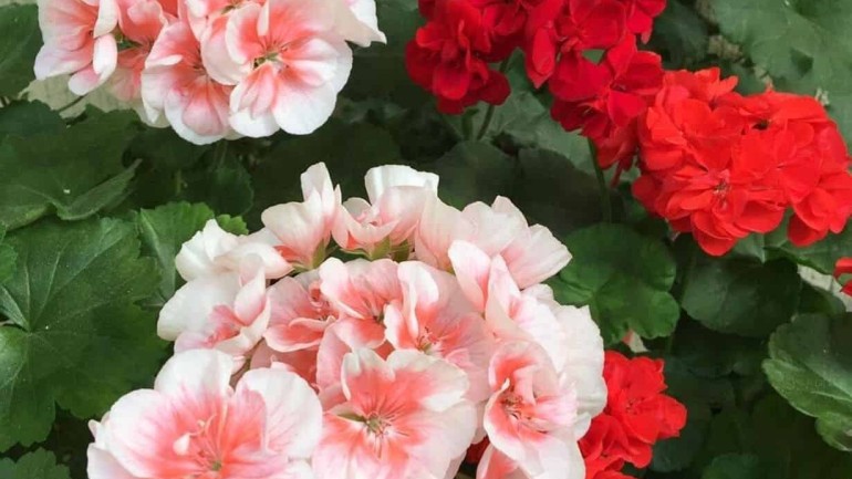 Sardinheiras: como cultivar essa bela flor em casa