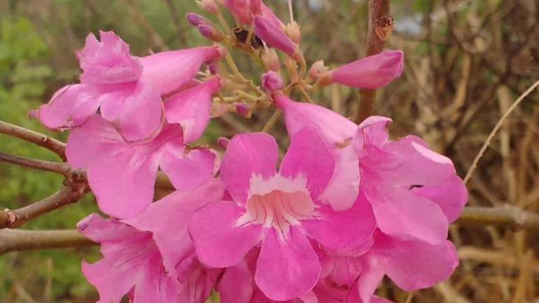 Cipó rosa (Cuspidaria convoluta): a trepadeira que atrai abelhas, borboletas e beija-flores.
