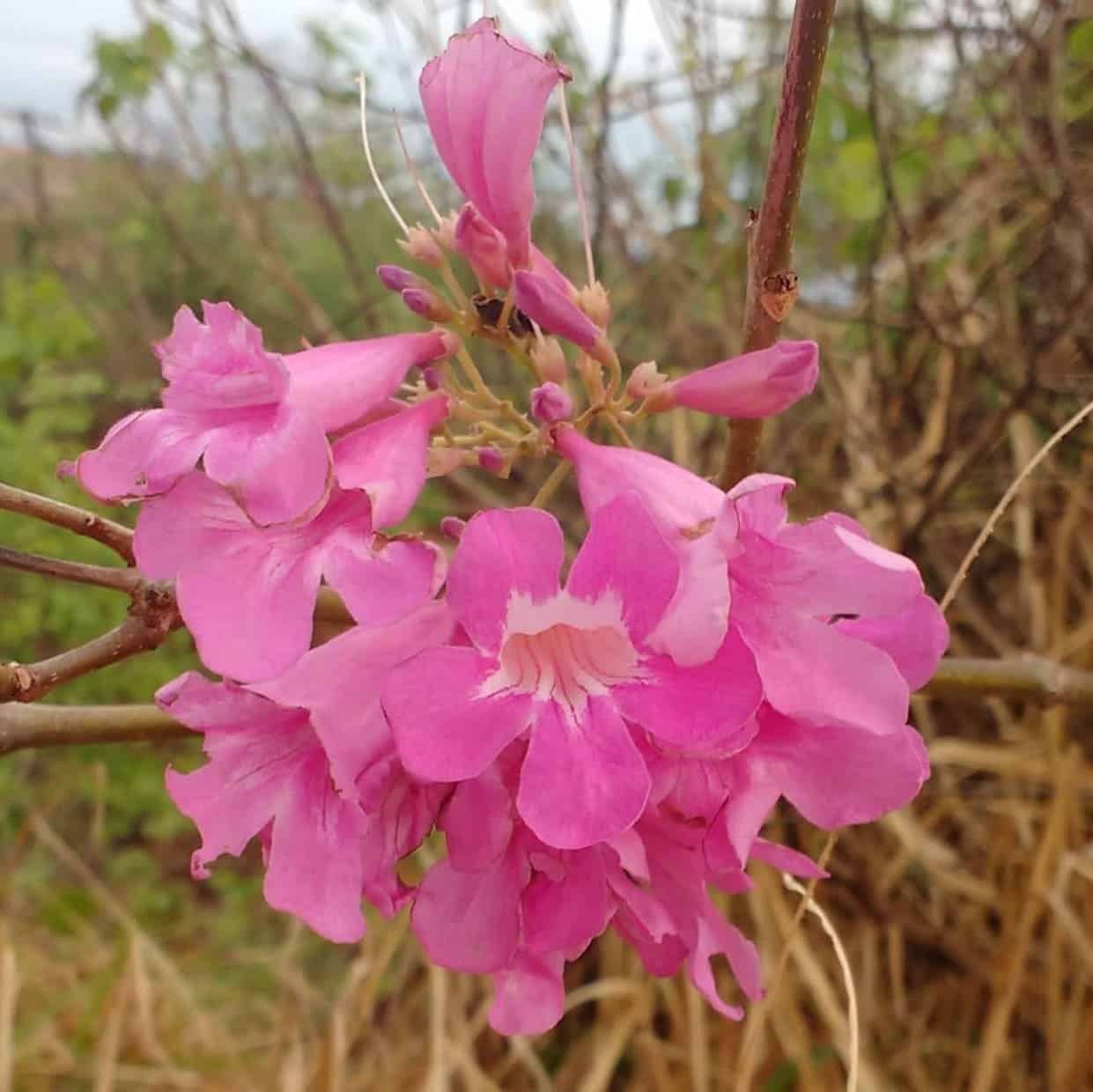 Cipó rosa (Cuspidaria convoluta): a trepadeira que atrai abelhas, borboletas e beija-flores.