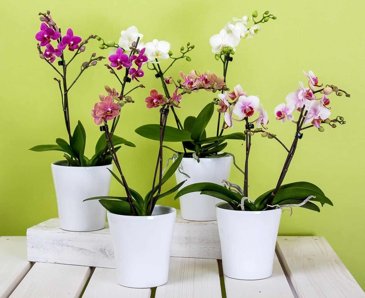 Como cuidar de orquídea no vaso: um guia detalhado para iniciantes