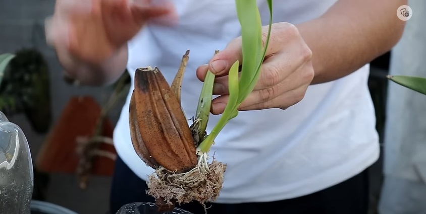 Como plantar orquídeas em tronco seco