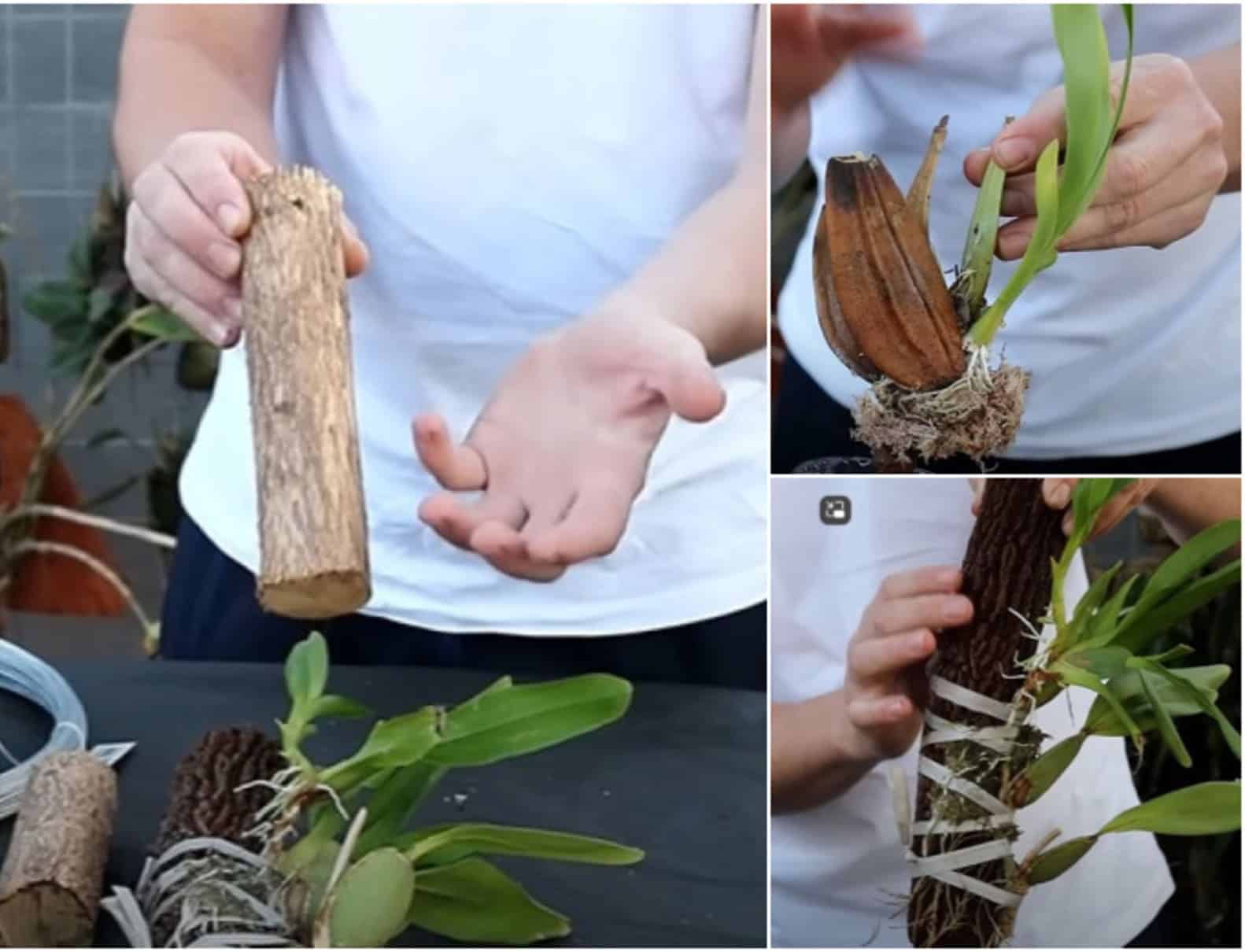 Como plantar orquídeas em tronco seco? Especialista ensina o passo a passo.