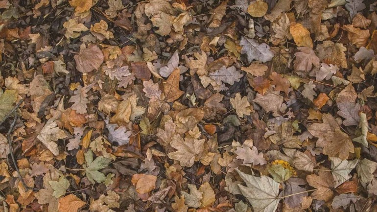 Transforme suas folhas secas em adubo orgânico: aprenda a fazer compostagem em casa