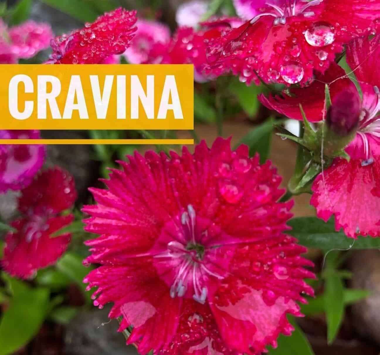 Cravina (Dianthus chinensis): uma flor delicada e colorida para cultivar e embelezar o jardim