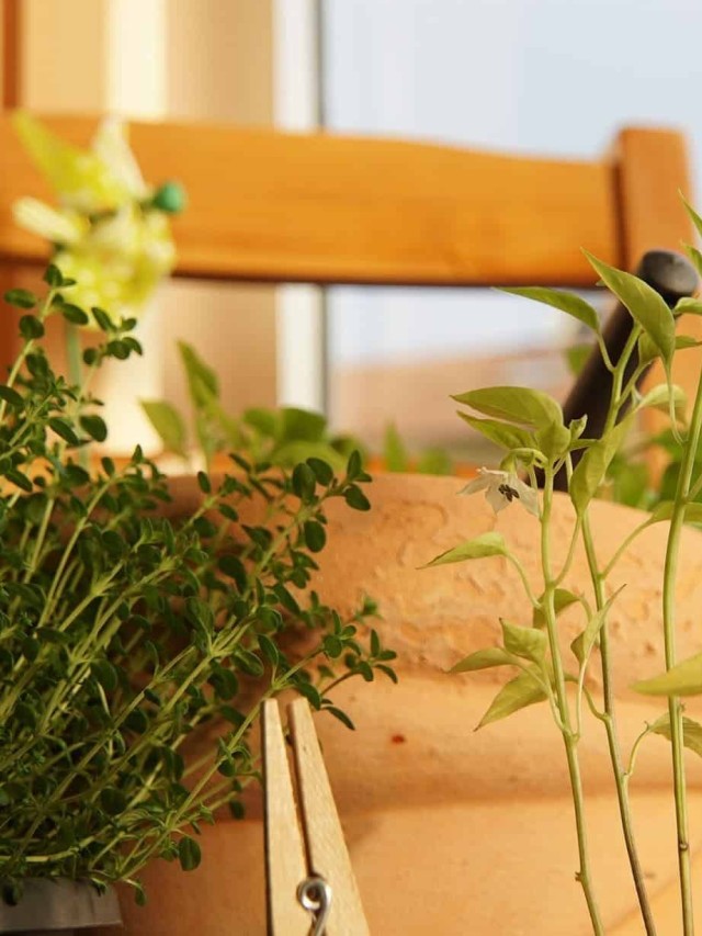 Ervas aromáticas para cultivar em casa.