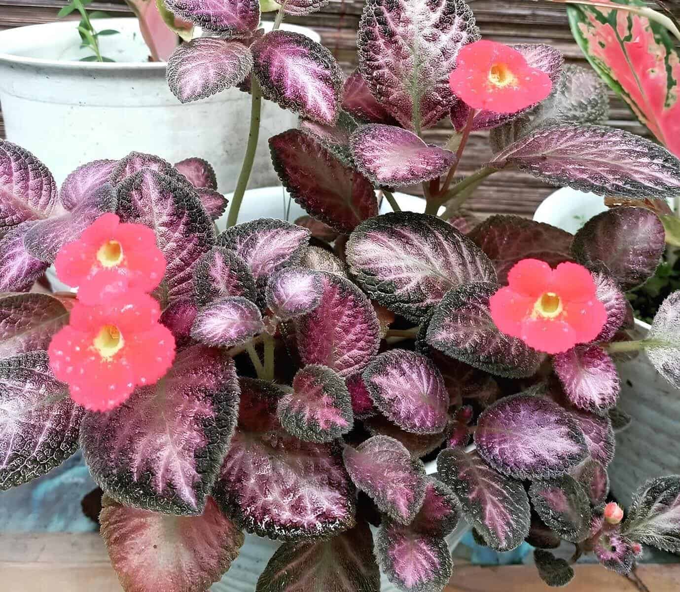 Episcia cupreata: a planta-tapete que encanta com suas flores e folhas.