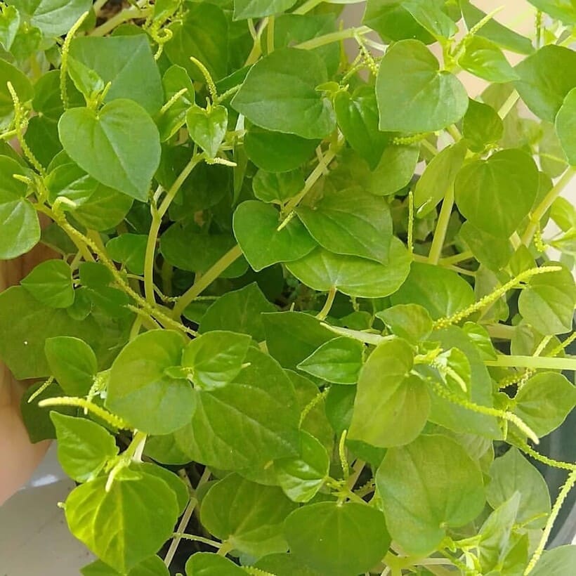 erva-de-jabuti - peperomia pellucida