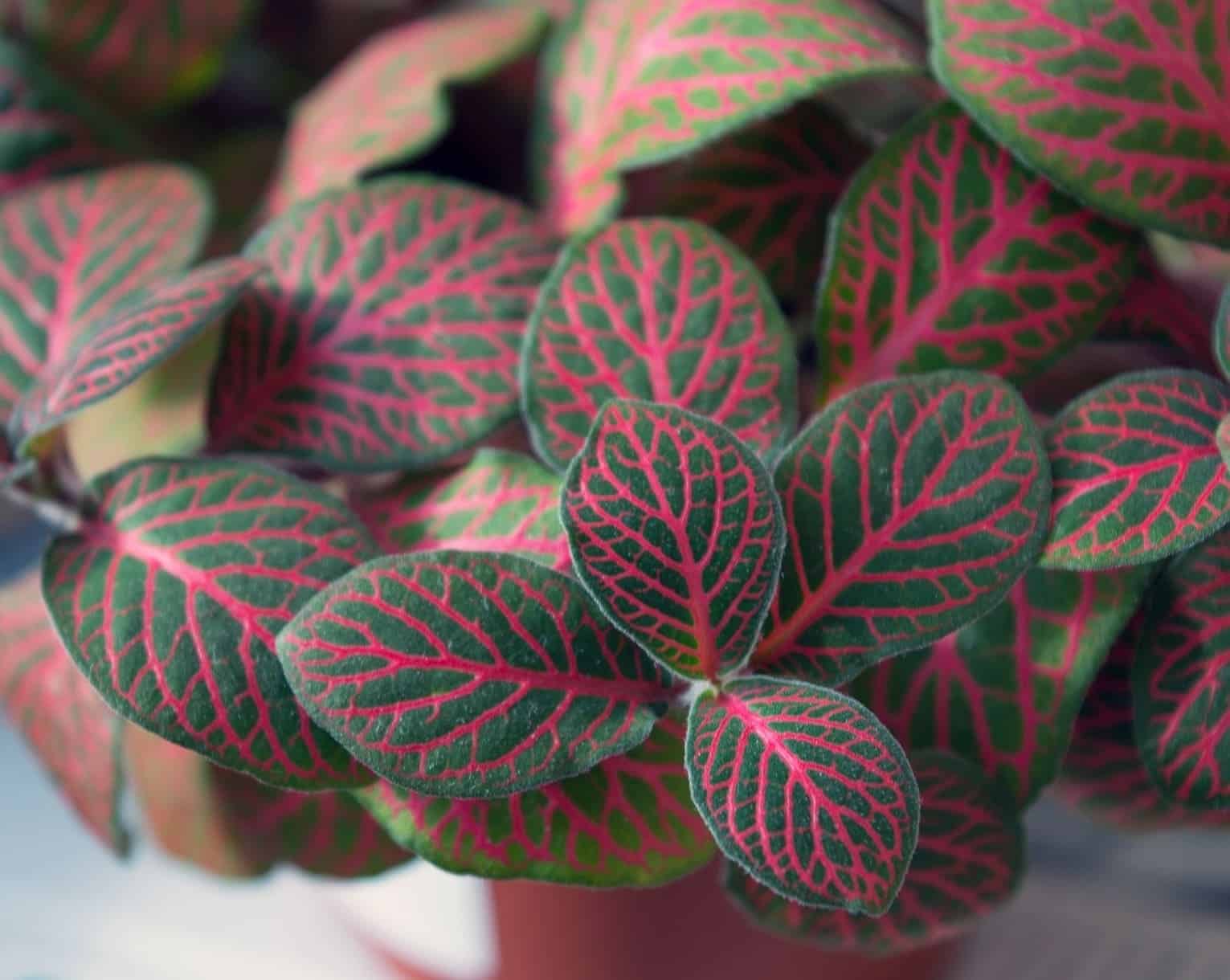 Fitonia: a planta que encanta com suas cores vibrantes