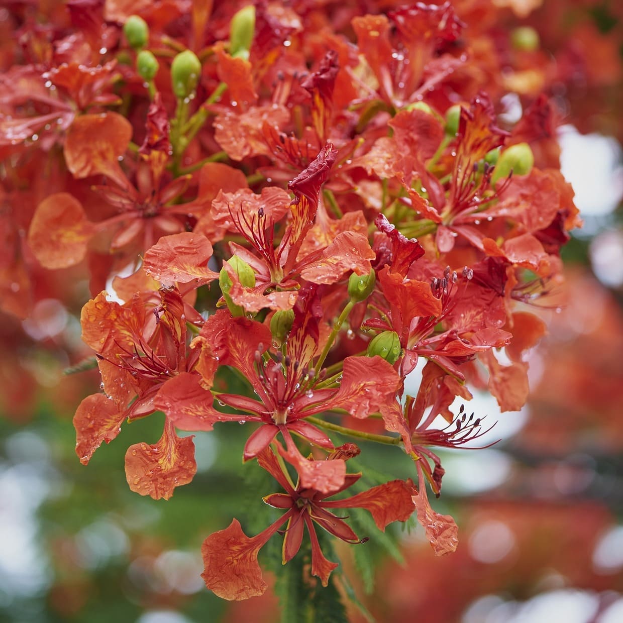 Flor de flamboyant: uma explosão de cores e beleza