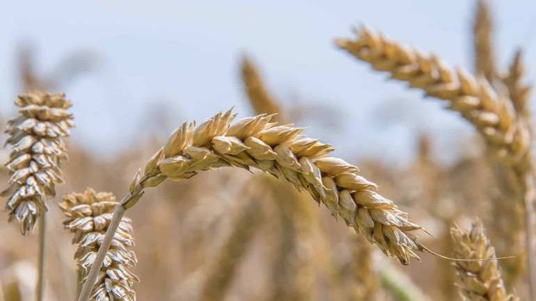 Flor de trigo: símbolo de prosperidade e riqueza.