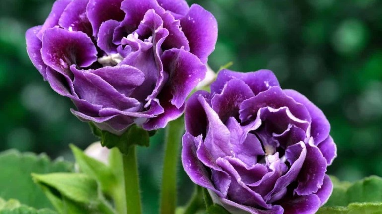 Gloxínia: a planta que encanta com suas flores exuberantes.