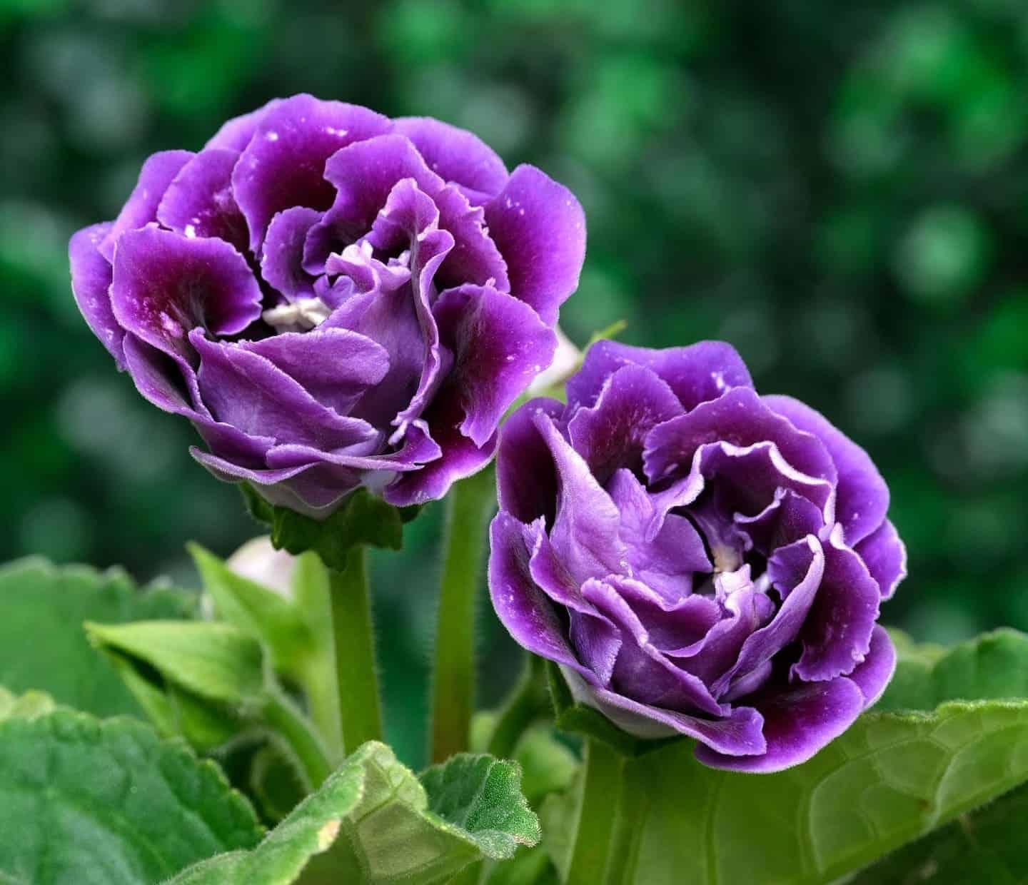 Gloxínia: a planta que encanta com suas flores exuberantes.