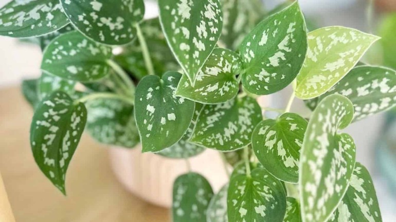 Jibóia-prateada: uma planta ornamental que encanta pela beleza e facilidade de cultivo