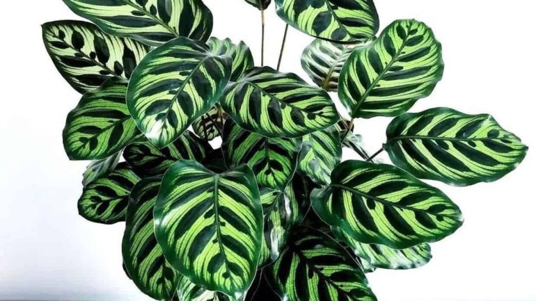 Como cuidar da Maranta pavão, uma planta ornamental e nativa do Brasil