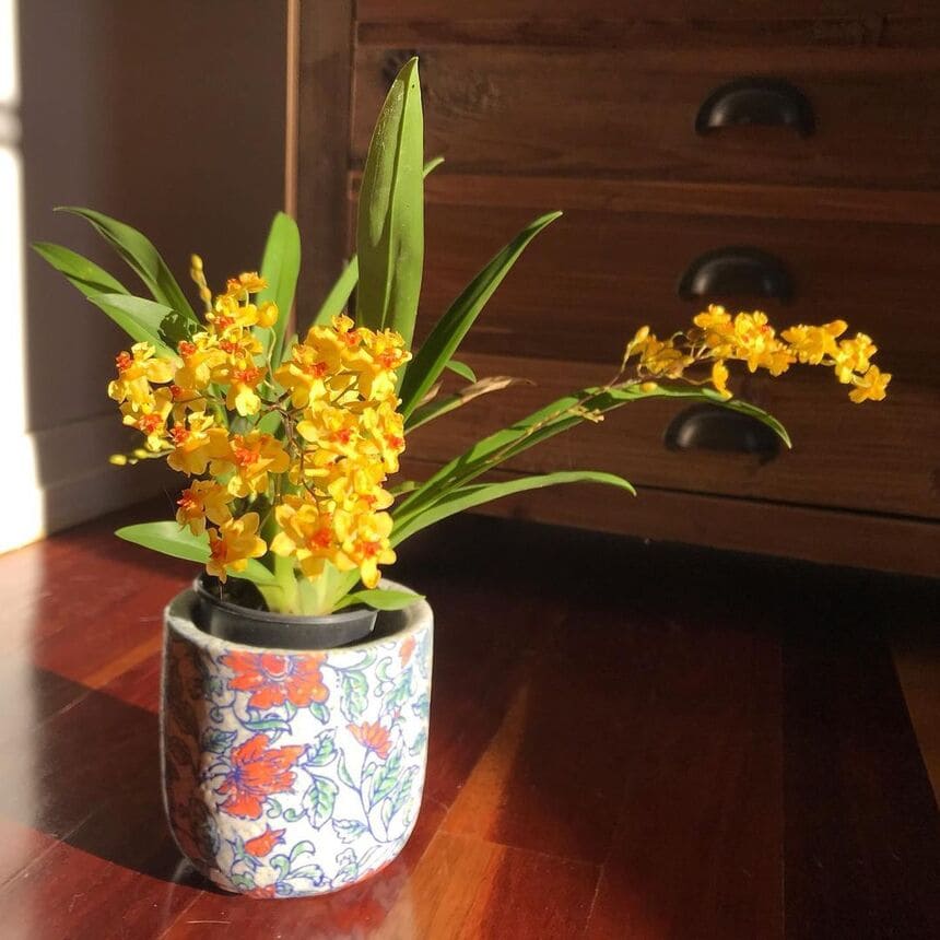 mini orquideas 3