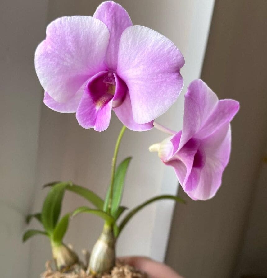 mini orquideas