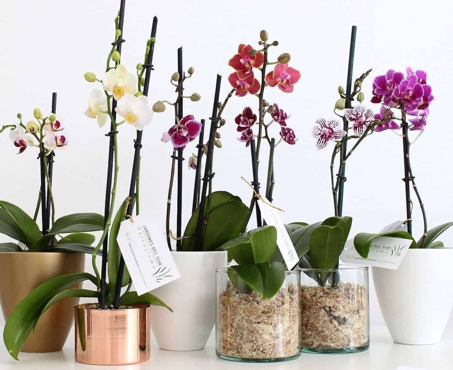 Como cuidar de mini orquídeas em apartamento?