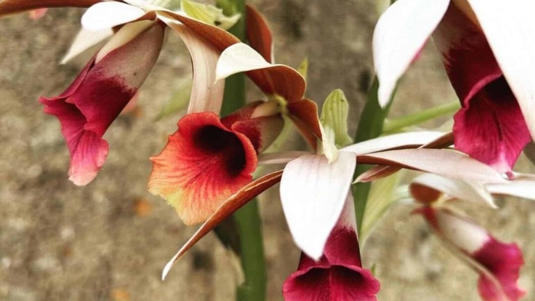 Orquídea capuz de freira: como cuidar dessa variedade exótica?