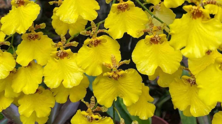 Orquídea oncidium aloha: como cuidar da conhecida “chuva-de-ouro”?