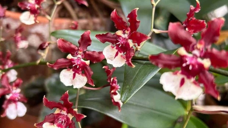 Oncidium Sharry Baby: a orquídea que tem cheiro de chocolate.