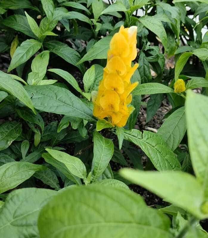 planta camarao-amarelo